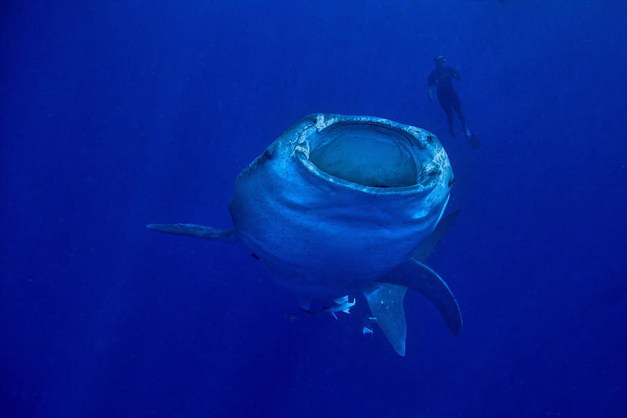 Whale Photograph - Giant Of The Sea by Alessandro Catta