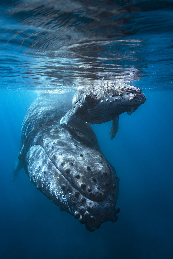 Giant Of The Sea!!! Photograph by Barathieu Gabriel