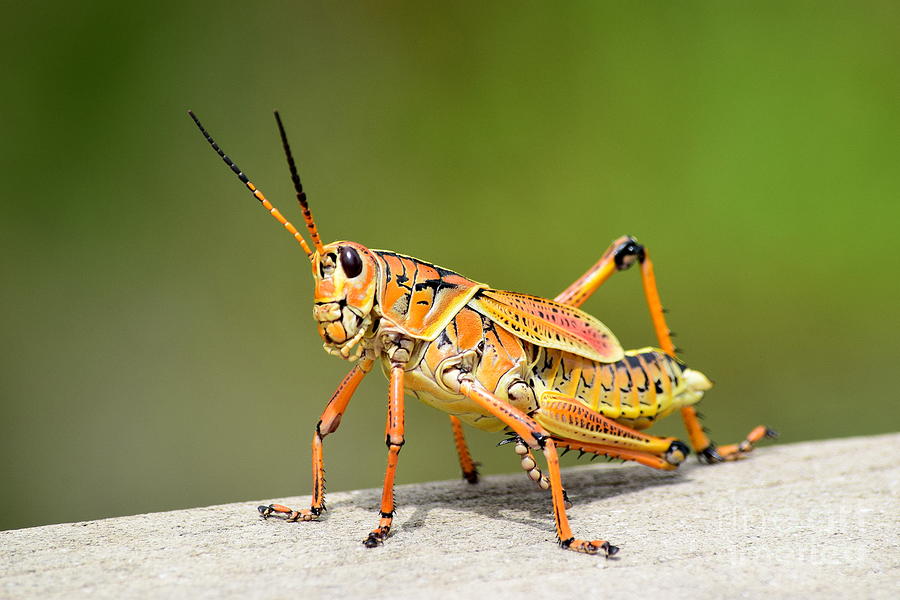 Giant Orange Grasshopper Photograph by Agnes Lankus - Pixels