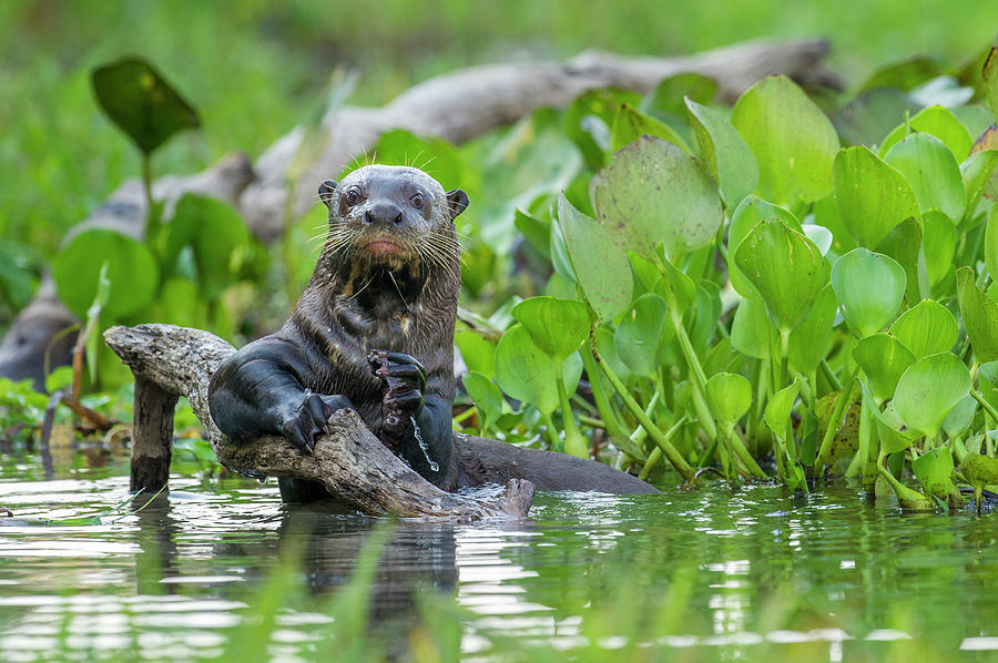 Giant Otter Holding Onto A Branch, Pantanal, Brazil Photograph by Nick ...