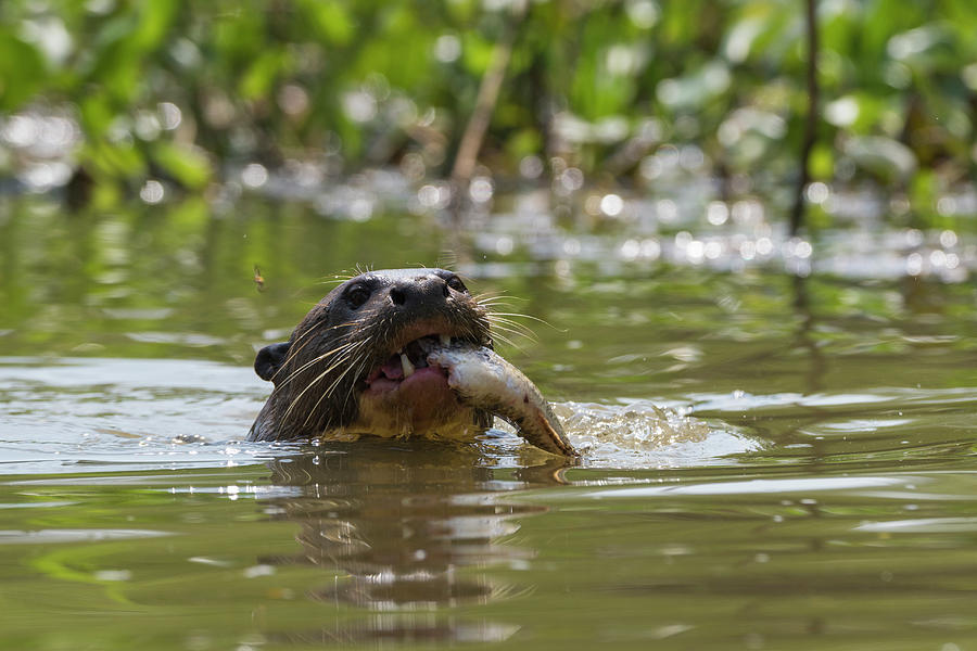 Giant Otter (pteronura Brasiliensis) Eating Fish In River, Pantanal ...