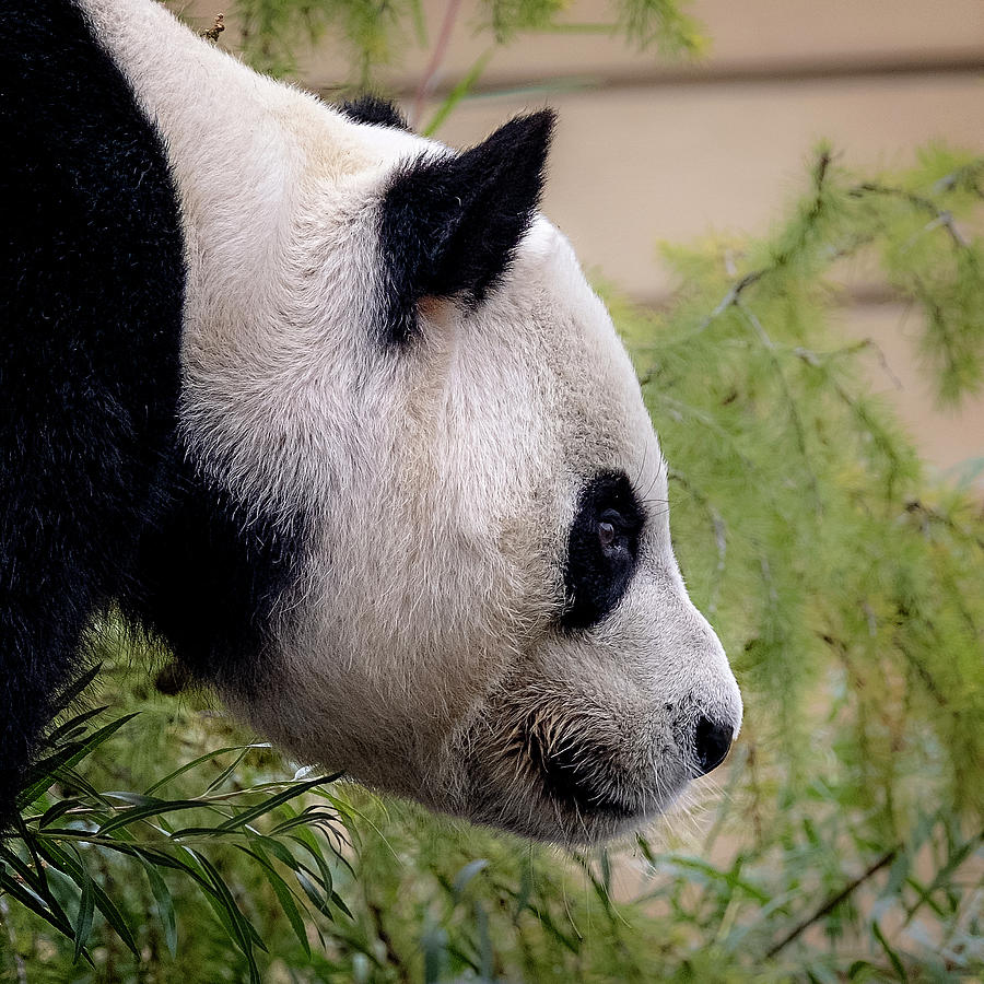 Giant Panda 1 Photograph by Catherine Reading