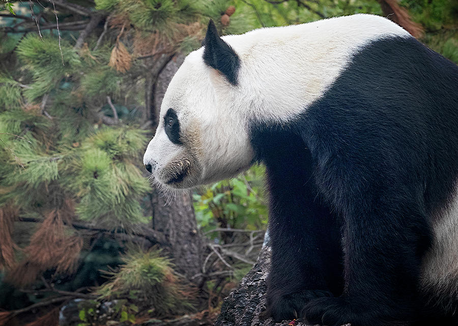 Giant Panda 3 Photograph by Catherine Reading