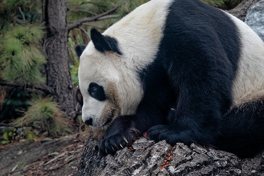 Giant Panda 4 Photograph by Catherine Reading
