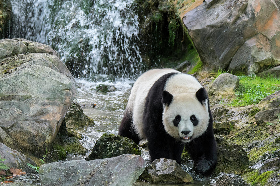 Giant Panda and Waterfall Photograph by Arterra Picture Library