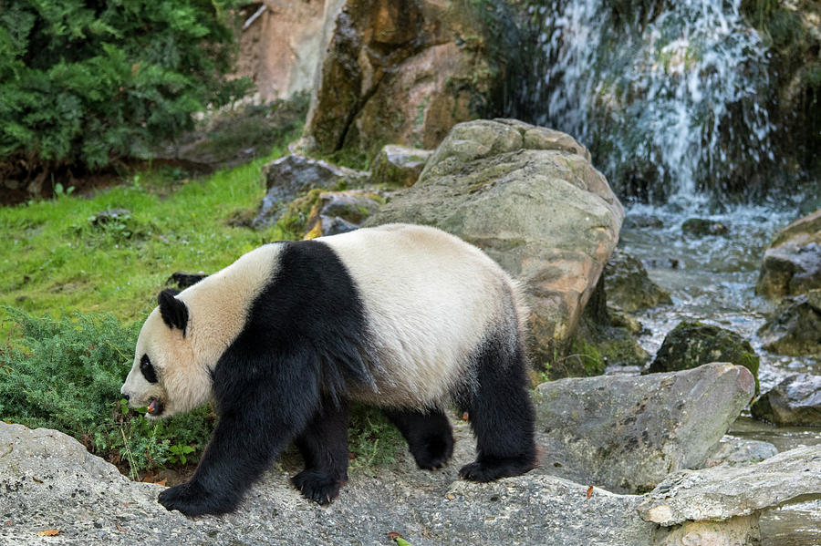 Giant Panda Photograph by Arterra Picture Library