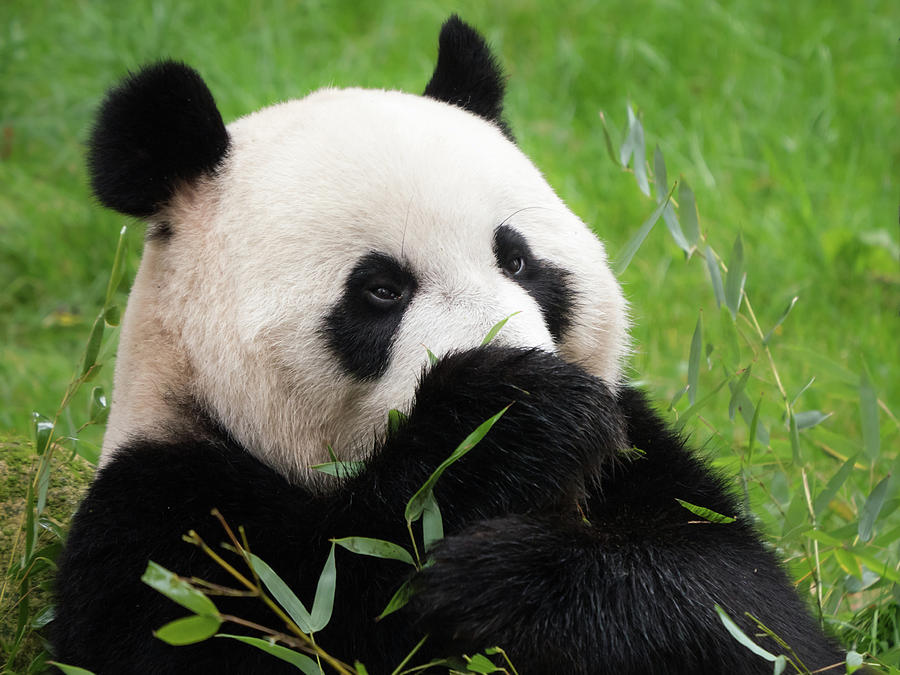 Giant panda bear eating Photograph by Tosca Weijers | Fine Art America