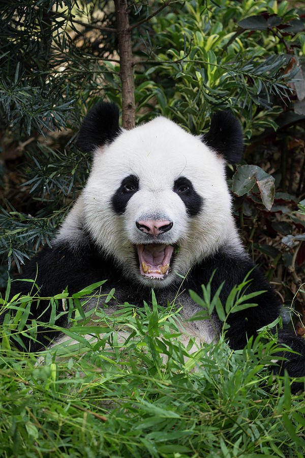 Giant Panda Calling Photograph by Suzi Eszterhas