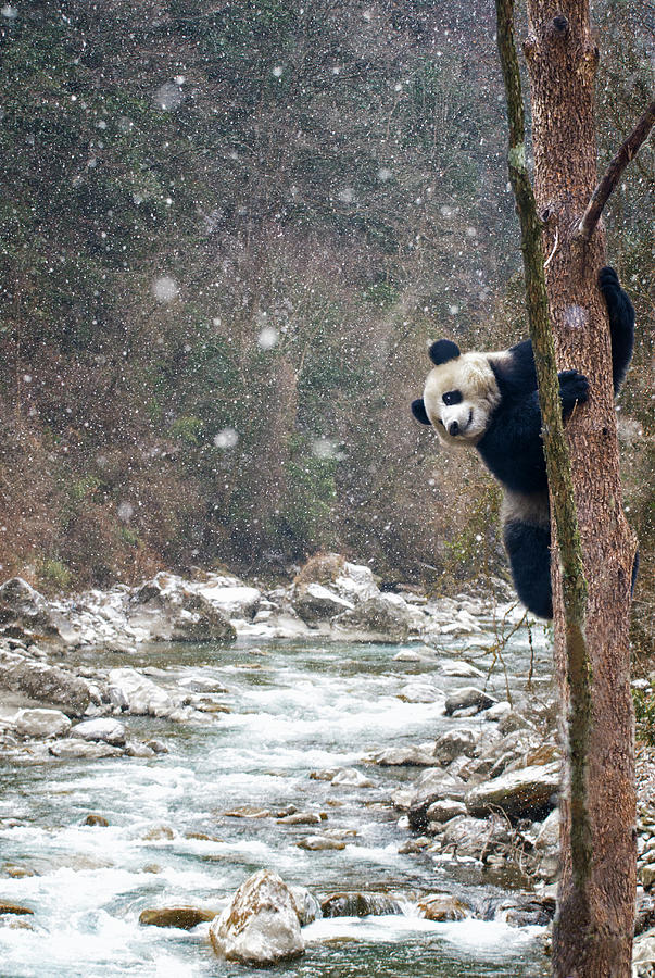 Giant Panda Climbing A Tree Beside A Photograph by Mike Hill