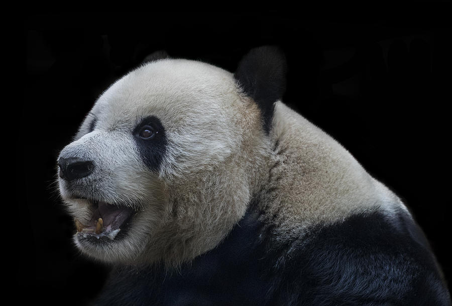 Animal Photograph - Giant Panda by C.s. Tjandra