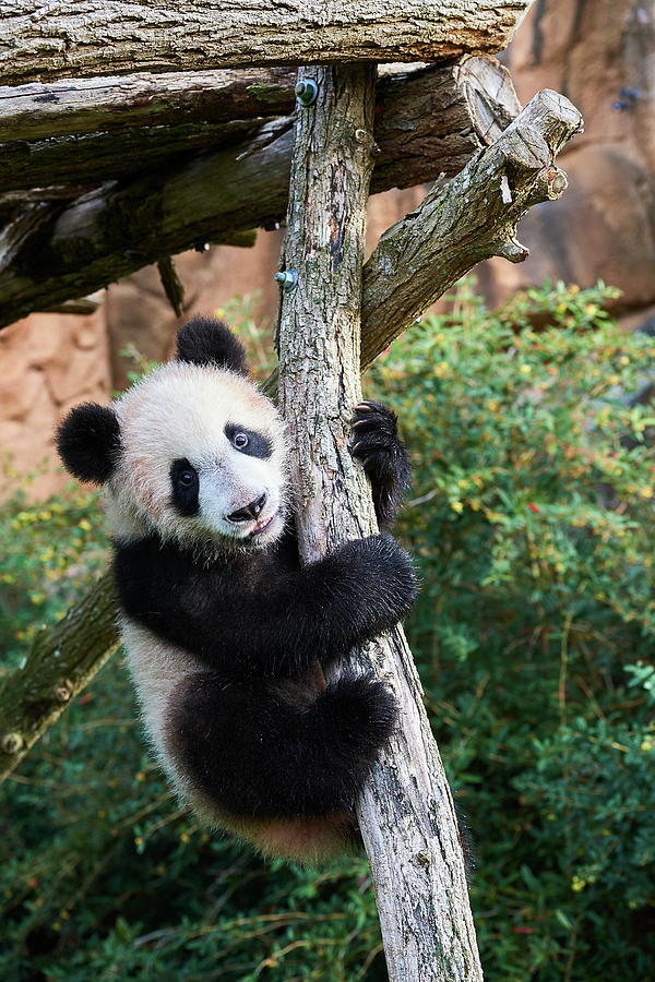 Giant Panda Cub Climbing, Beauval Zoo, France Photograph by Eric