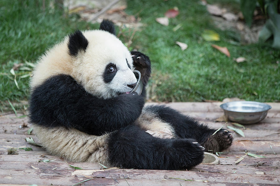 Giant Panda Cub Drinking Milk Photograph by Suzi Eszterhas