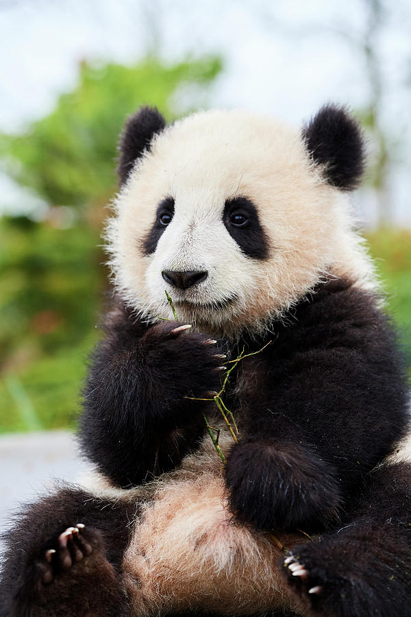 Giant Panda Cub, Huanlili, Sitting Down, Holding Bamboo Photograph by ...