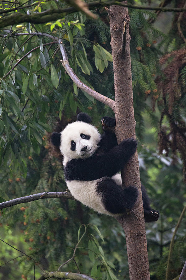 Giant Panda Cub In Tree Photograph by Suzi Eszterhas