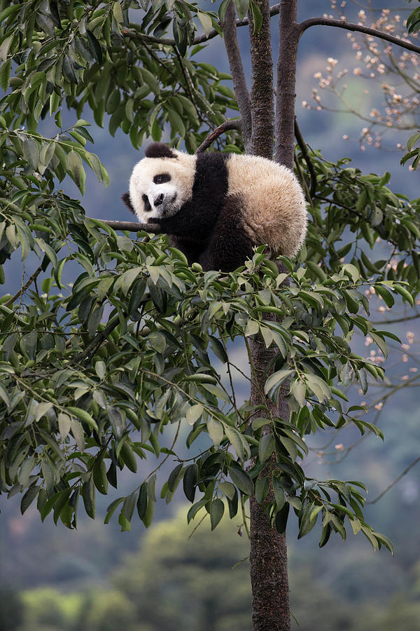 Giant Panda Cub Resting In Tree Photograph by Suzi Eszterhas