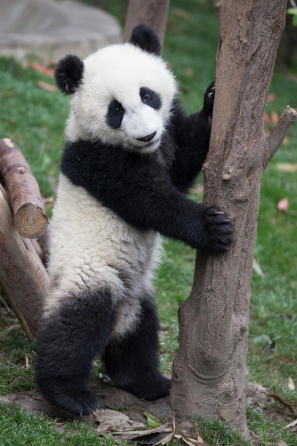 Giant Panda Cub Standing Photograph by Suzi Eszterhas