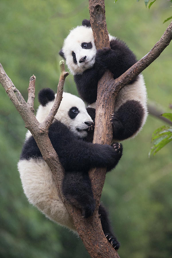 Giant Panda Cubs In Tree Photograph by Suzi Eszterhas