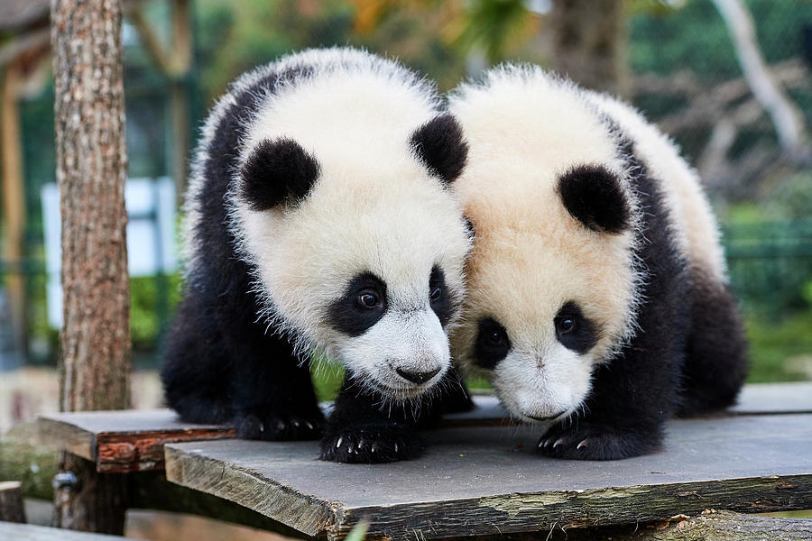 Giant Panda Cubs, Yuandudu And Huanlili, Side By Side Photograph by ...