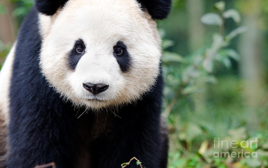 Big Photograph - Giant Panda Curiously Looking by Birdiegal Big Photograph - Giant Panda Curiously Looking by Birdiegal