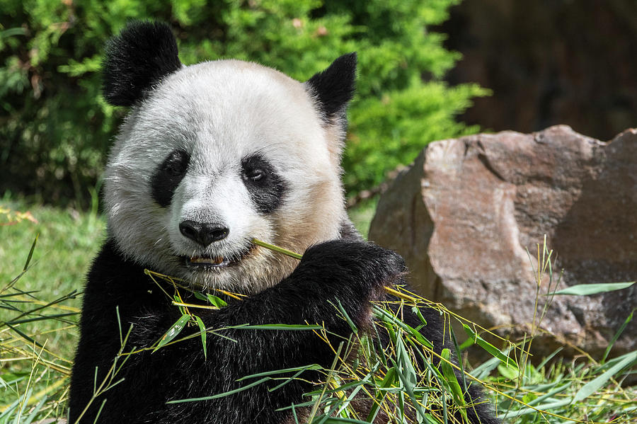 Giant Panda Eating Bamboo Photograph by Arterra Picture Library