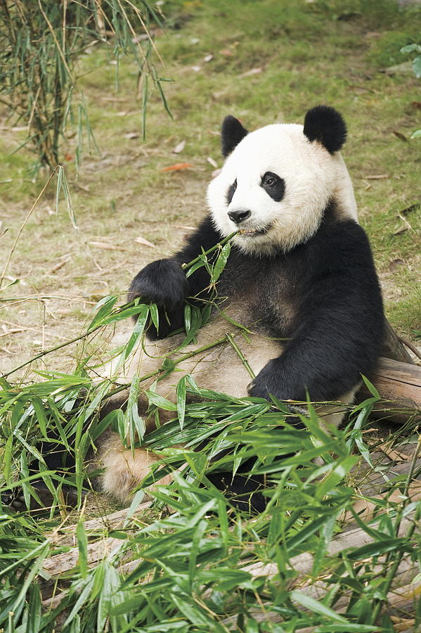 giant pandas eating bamboo