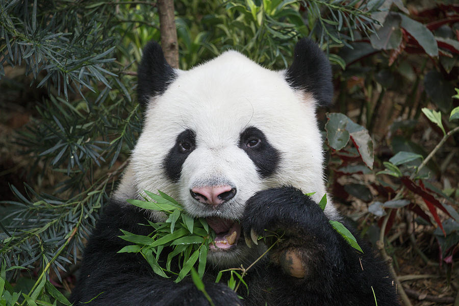 Giant Panda Eating Bamboo Photograph by Suzi Eszterhas