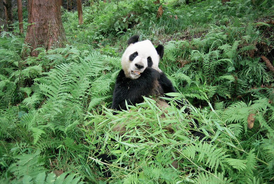 Giant Panda Feeding On Bamboo Photograph by James Warwick