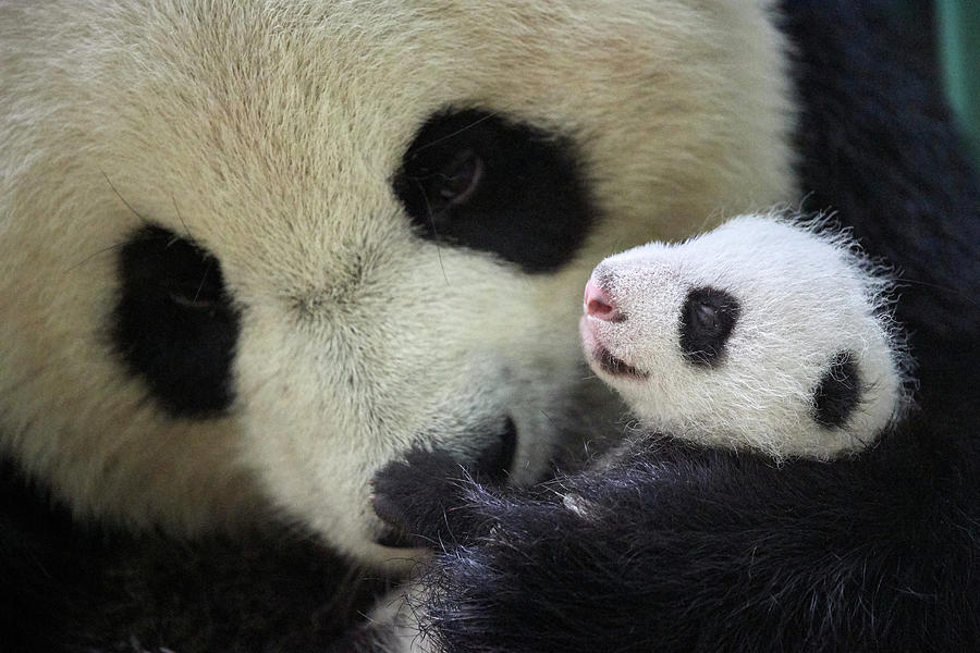 Giant Panda Female, Holding Cub, Beauval Zoopark, France Photograph by ...