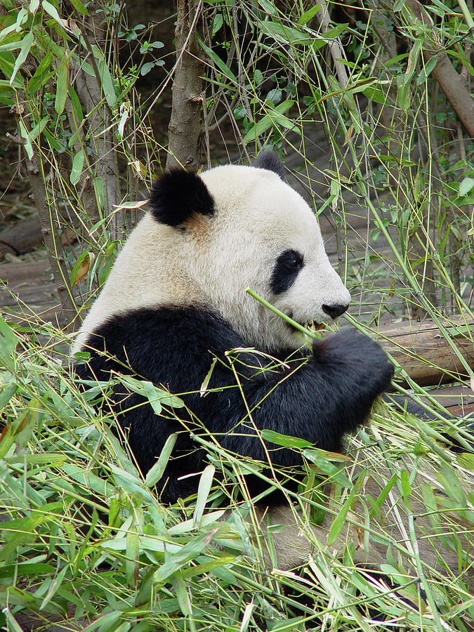 Giant Panda Photograph by Frankvandenbergh