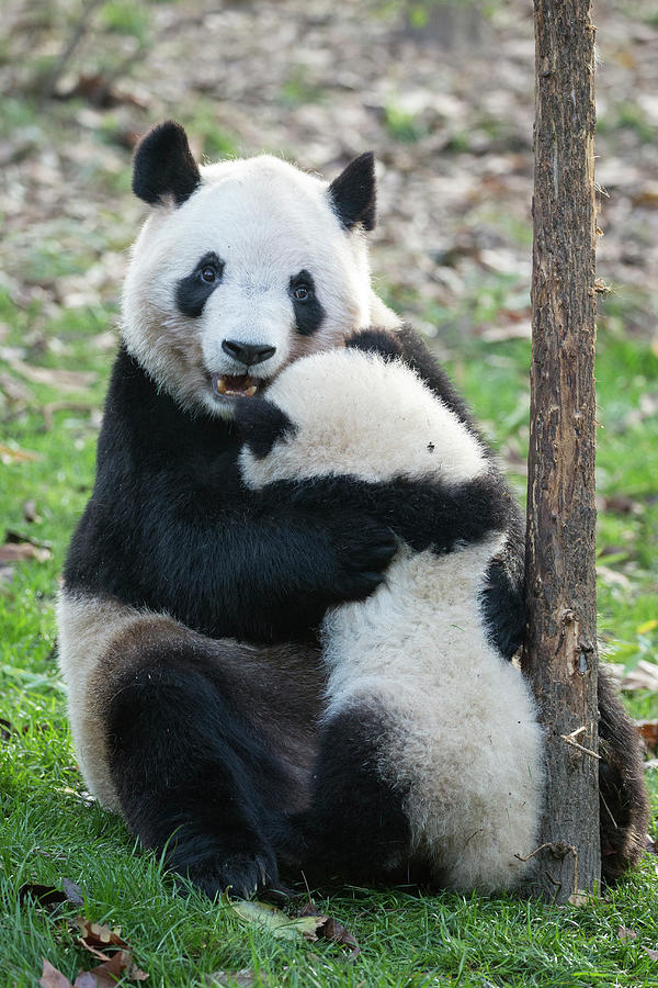 Giant Panda Hugging Cub Photograph by Suzi Eszterhas