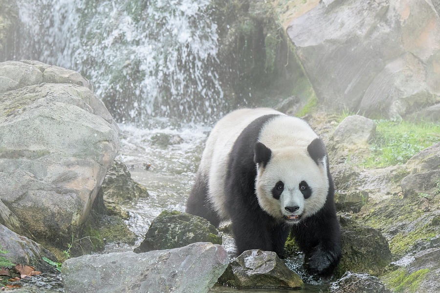 Giant Panda in the Mist Photograph by Arterra Picture Library