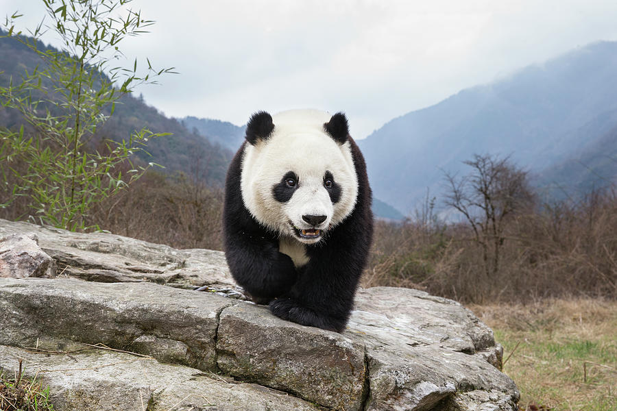Giant Panda In Wolong Photograph by Suzi Eszterhas