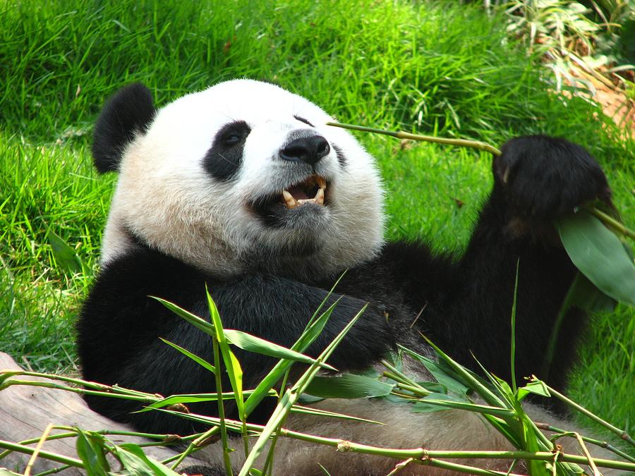Giant Panda Photograph by Melindachan