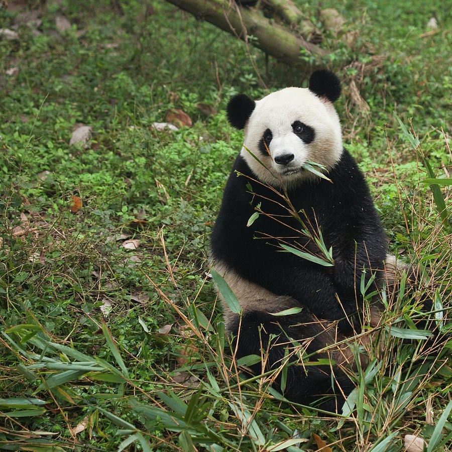 Giant Panda Photograph by Traveler1116