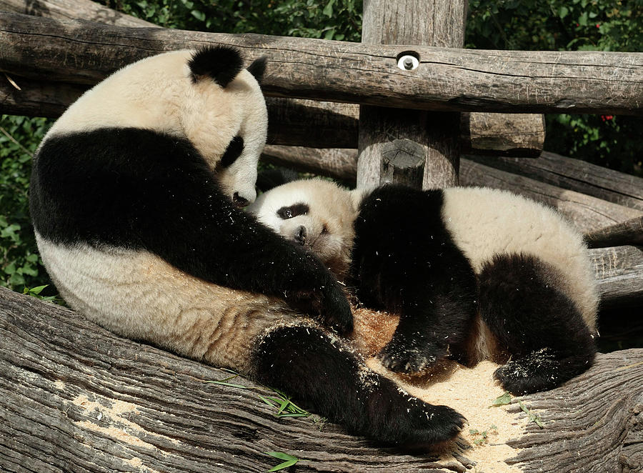 Black And White Photograph - Giant Panda Yang Yang and Her Cub Fu Hu by Heinz-Peter Bader