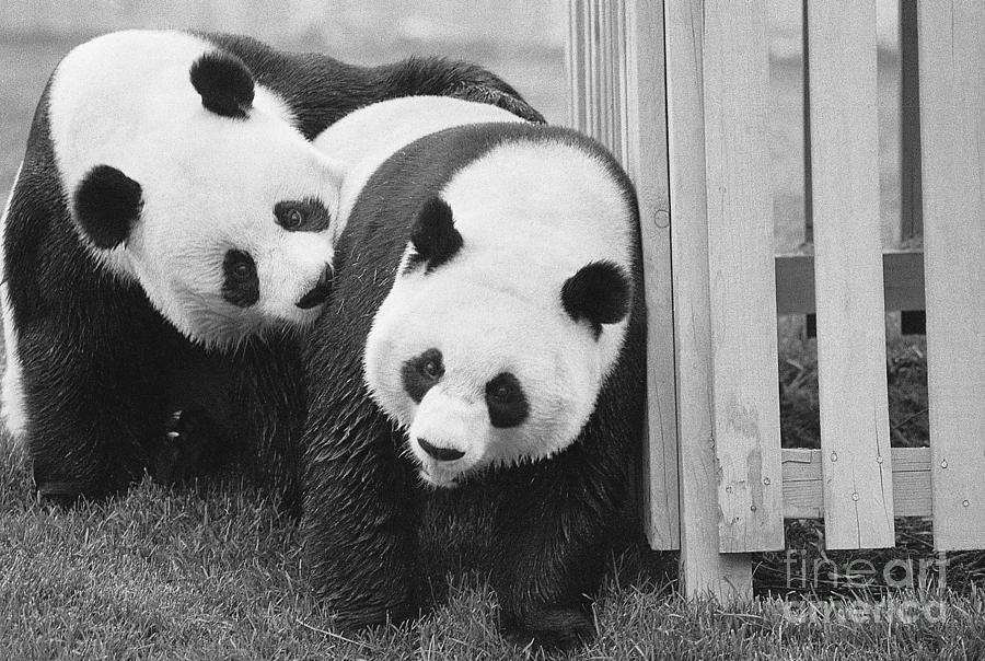 Giant Pandas Hsing-hsing And Ling-ling Photograph by Bettmann