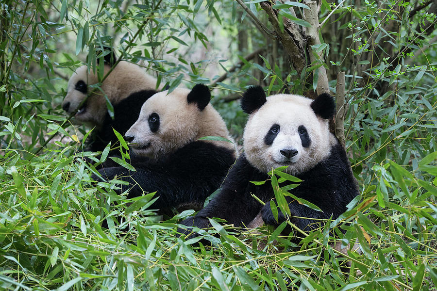 Giant Pandas In Bamboo Photograph by Suzi Eszterhas