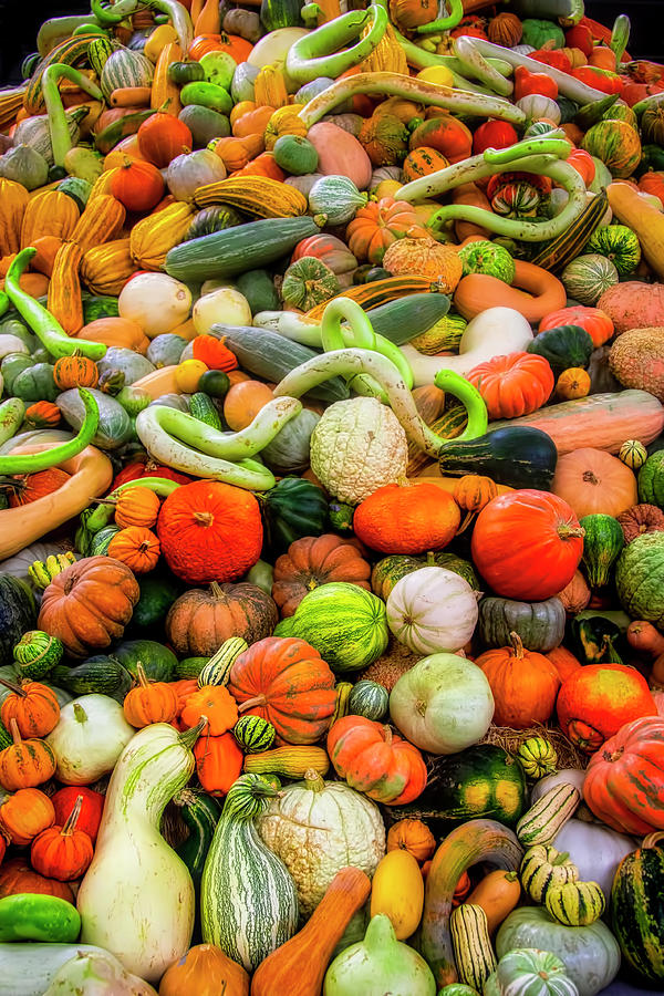 Giant Pile Of Pumpkins Gourds Photograph by Garry Gay