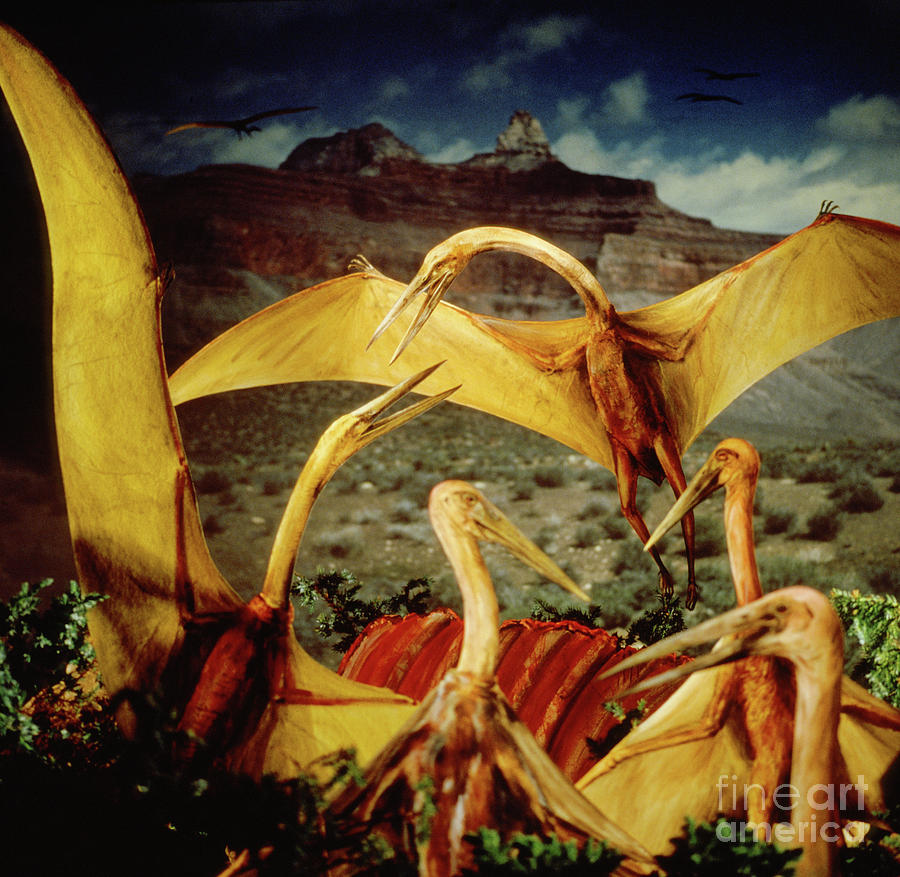 Giant Pterosaurs feeding on Triceratops carcass Photograph by Warren Photographic