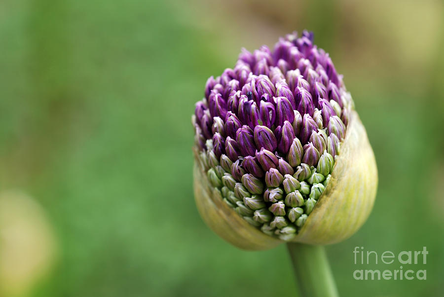 Cluster Photograph - Giant Purple Allium Bud Just Opening by Marie C Fields Cluster Photograph - Giant Purple Allium Bud Just Opening by Marie C Fields