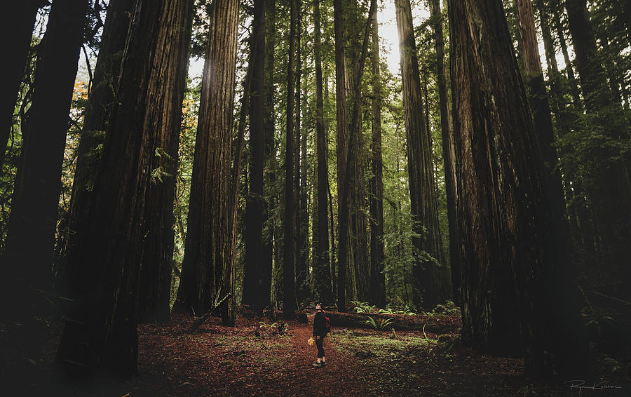 Giant Redwood Forest, Northern California, America - November 30 Photograph by Ryan Kelehar