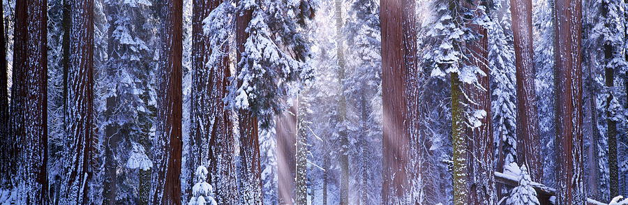 Giant Redwood Trees Sequoiadendron Photograph by Art Wolfe
