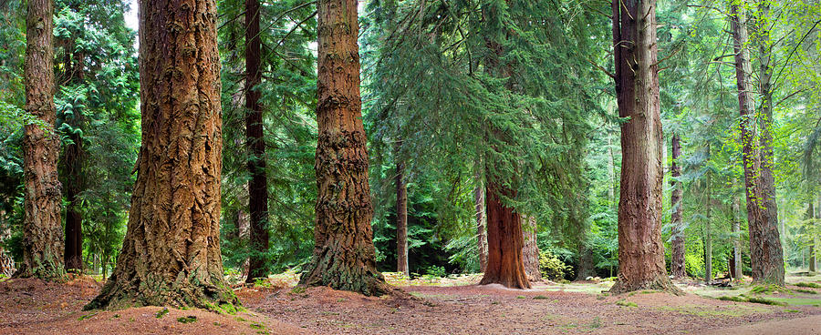 Giant Redwoods, California, Usa Photograph by Travelpix Ltd