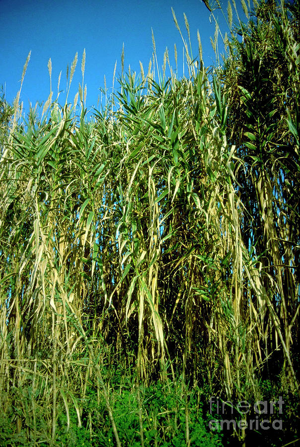 Giant Reed Photograph by Annie Poole/science Photo Library - Fine Art ...