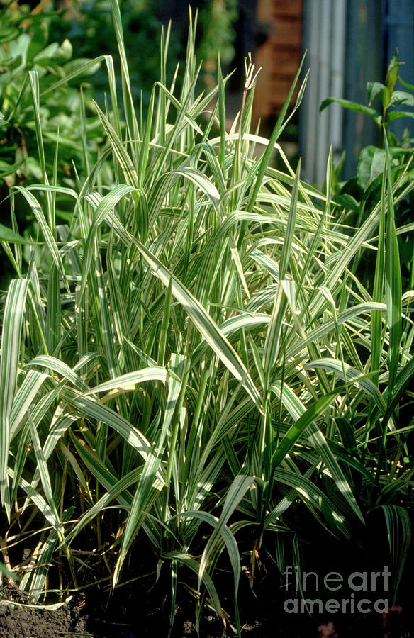 Giant Reed Photograph by Ian Gowland/science Photo Library - Fine Art ...