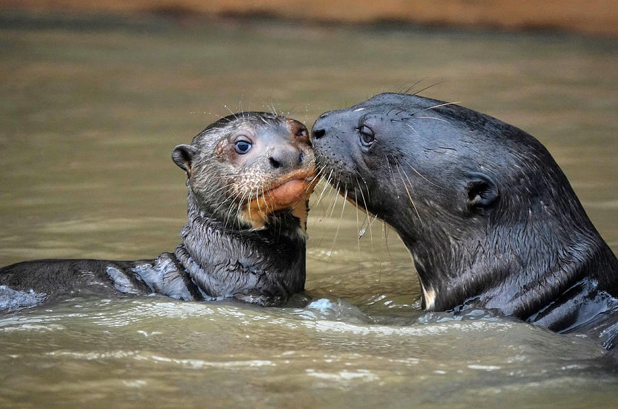 Giant River Otter Nuzzling Pup Photograph by Hiroya Minakuchi - Pixels