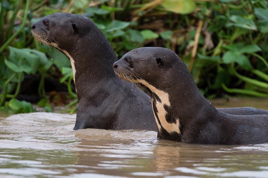 Giant River Otter, Pantanal, Mato Photograph by Sergio Pitamitz