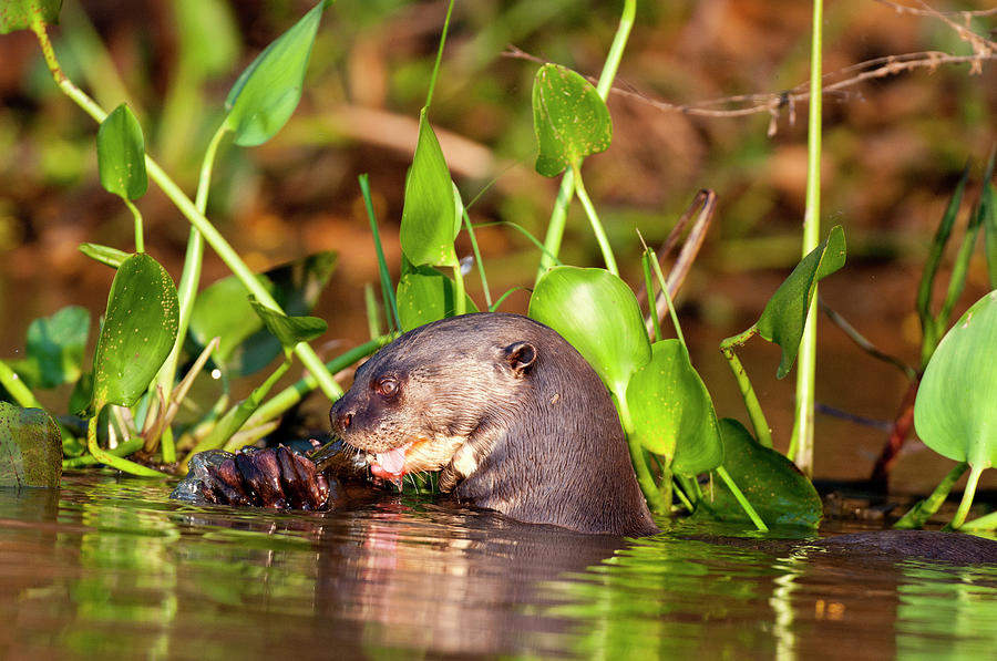 Giant River Otter Photograph by William Mullins - Fine Art America