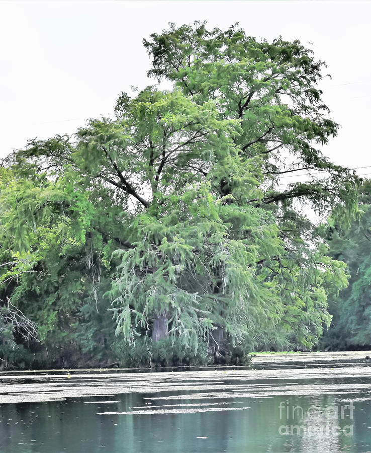 Giant River Tree by James Fannin Giant River Tree by James Fannin