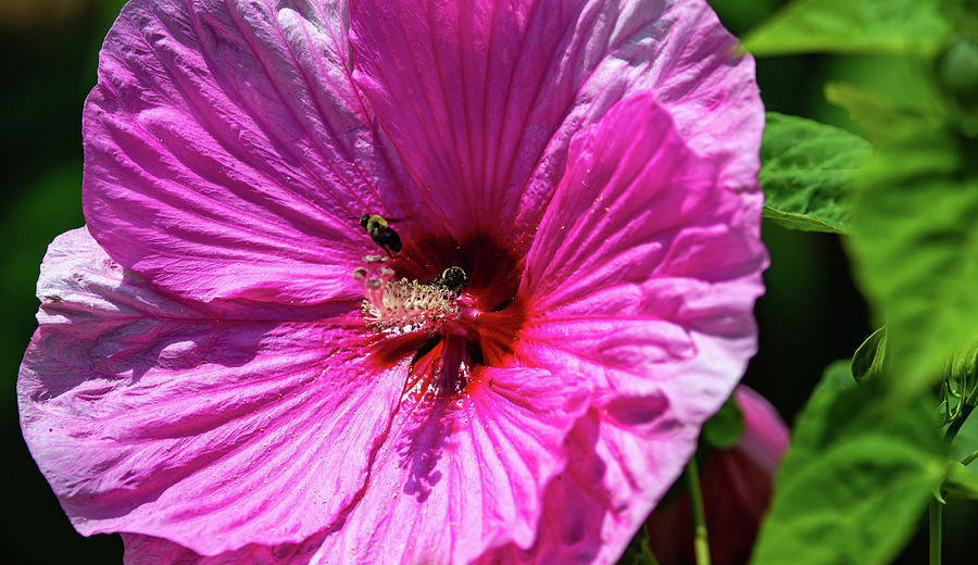 Giant Rose of Sharon with Bees Digital Art by Ed Stines